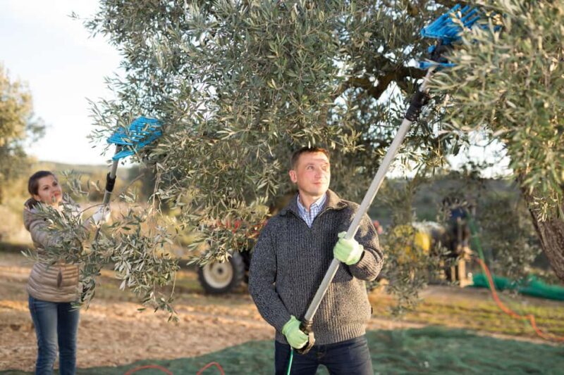 Zadar, ibenik: olive oil, wine & food tasting, Self Drive - FAQ