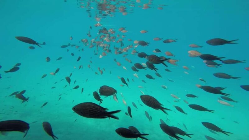 Zadar: Shipwreck Dive, Sandy Beach, Lighthouse & Island Tour - FAQs