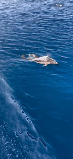 Zadar: Sveti Filip i Jakov Dolphin Watching Morning Tour - Engaging intro