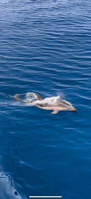 Zadar: Sveti Filip i Jakov Dolphin Watching Morning Tour - Key Points