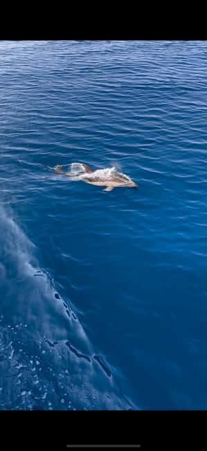 Zadar: Sveti Filip i Jakov Dolphin Watching Morning Tour - What makes this tour stand out?