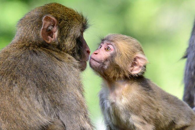 Zagreb - Monkey Park (Affenberg) - Klagenfurt - Minimudus - FAQ