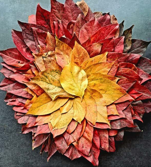 Zagreb through plants: an urban and botanical walk - Key Points