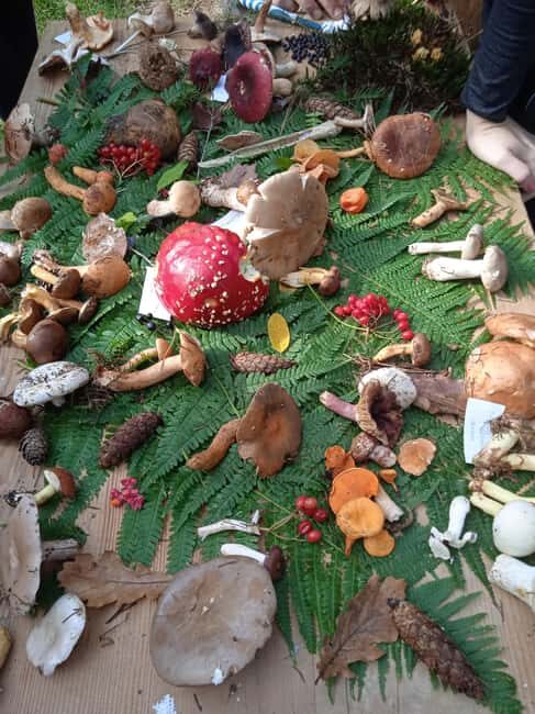 Zagreb through plants: an urban and botanical walk - Starting Point and Itinerary Breakdown