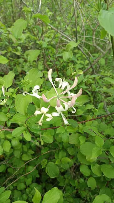 Zagreb through plants: an urban and botanical walk - Final Thoughts: Who Should Consider This Tour?