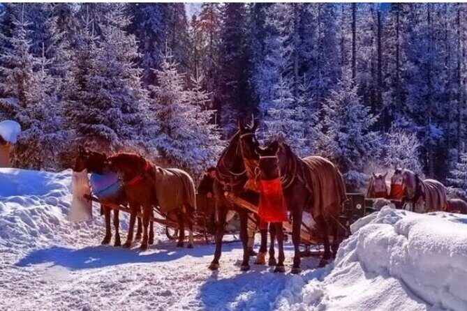 Zakopane Sleigh Ride in Tatra Mountains - Zakopane Sleigh Ride in Tatra Mountains: An Authentic Winter Experience