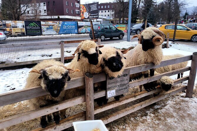 Zakopane & Thermal springs with private driver - The Full Experience: What to Expect on This Tour