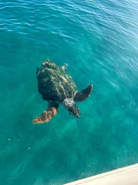 Zakynthos: Laganas, Keri, & Marathonisi Turtle Spotting Tour - Key Points