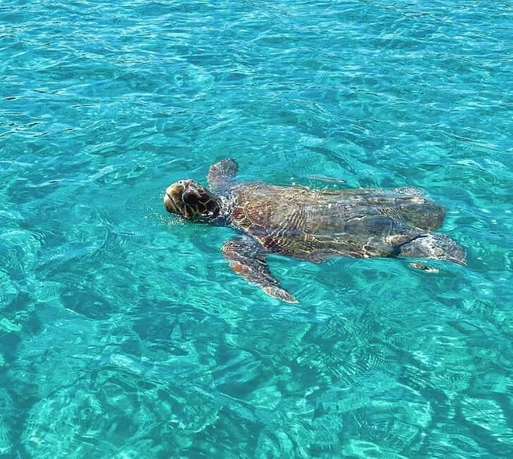 Zakynthos: Private Boat Tour with Captain - Marathonisi Island and Turtle Spotting
