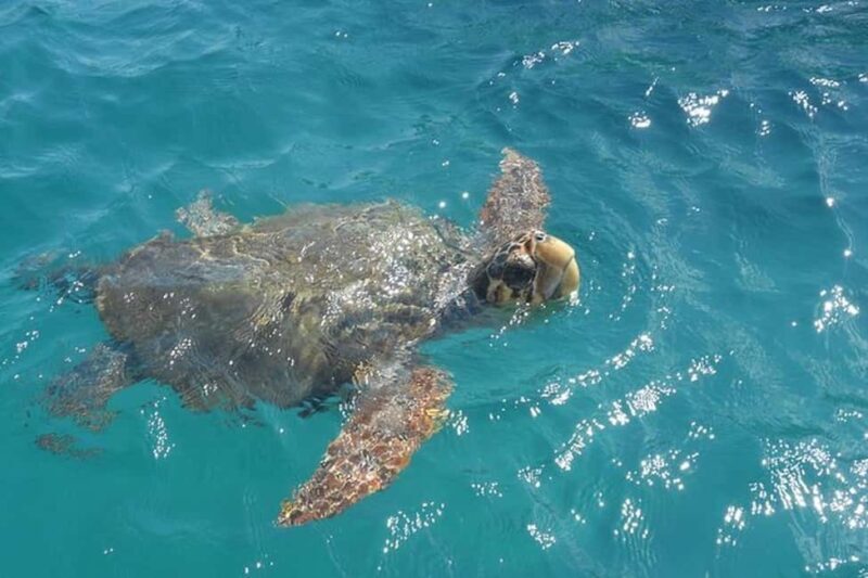 Zakynthos: Turtle Spotting Boat Trip in Laganas Bay - Key Points