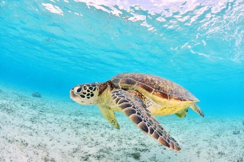 Zakynthos: Turtle Spotting Boat Trip in Laganas Bay - The Itinerary: What You Can Expect