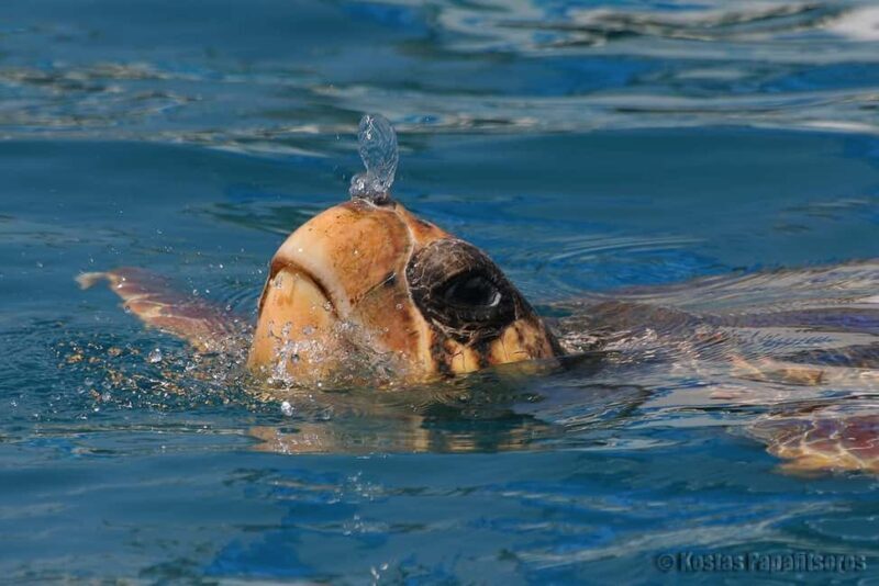Zakynthos: Turtle Spotting Boat Trip in Laganas Bay - Deep Dive into the Details