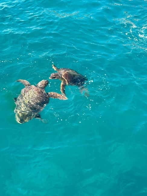 Zakynthos: Turtle Spotting Cruise with Glass-Bottom Boat - Pricing & Value