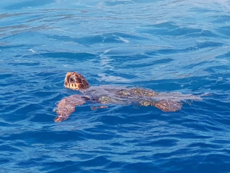 Zakynthos: Turtle Spotting Cruise with Glass-Bottom Boat - Practical Tips for Your Trip