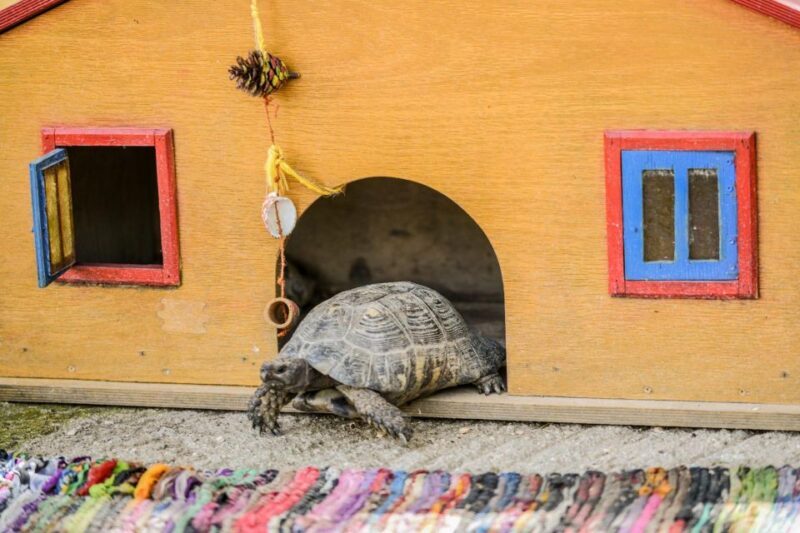 Zante: Half-Day Tour to Navagio, Blue Caves & White Beach - The Small Group Experience: Personal and Flexible