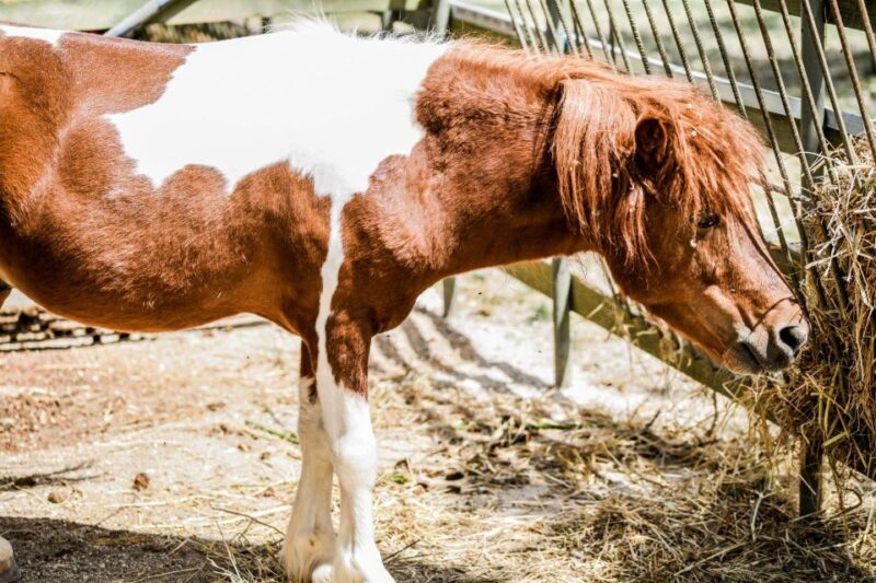 Zante: Half-Day Tour to Navagio, Blue Caves & White Beach - Value for Money: More Than Just a Sightseeing Trip