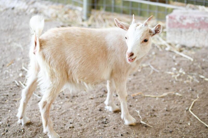 Zante: Half-Day Tour to Navagio, Blue Caves & White Beach - Final Thoughts: Is This Tour Right for You?