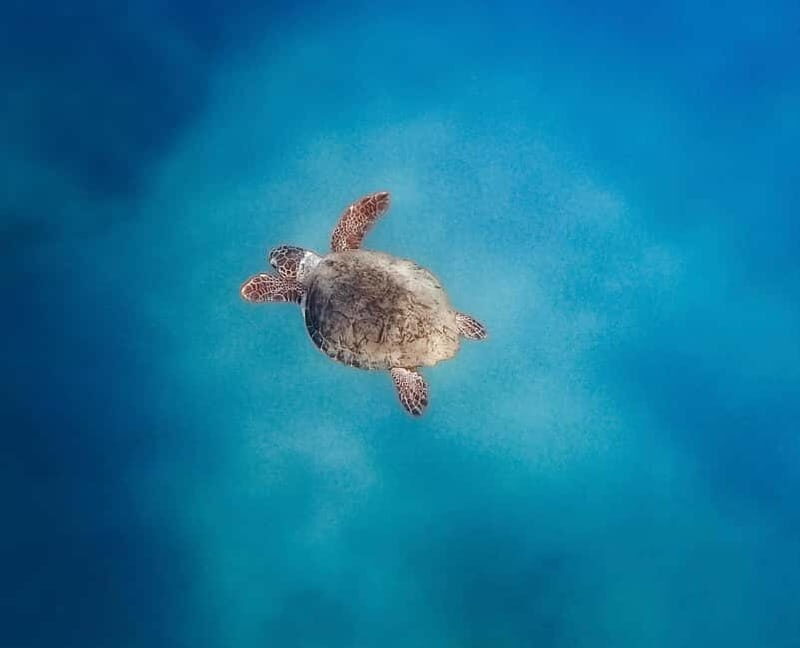 Zante Private Boat: Marathonisi, Keri Caves, Mizitres (max5) - The Experience: A Deep Dive into the Itinerary