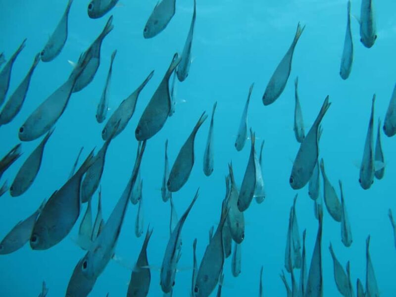 Zanzibar: 2-Day PADI Dive Into Paradise on a Scuba Tour - FAQ