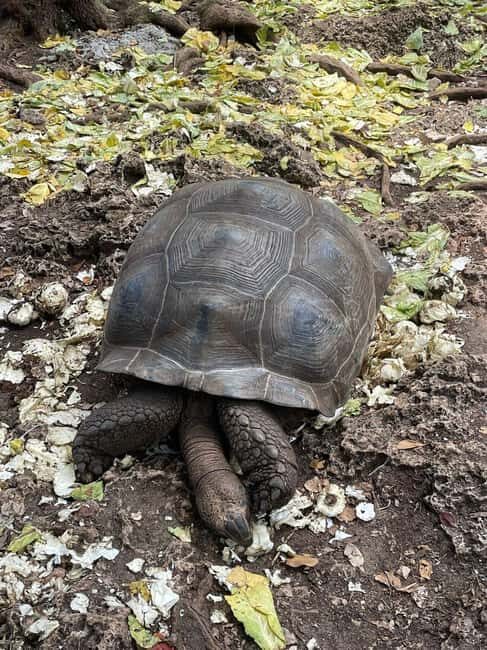 ZANZIBAR: Prison Island, Spice Farm & Swimming at Kuza Cave - Zanzibar: Prison Island, Spice Farm & Swimming at Kuza Cave — A Detailed Review