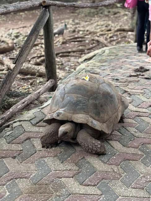 ZANZIBAR: Prison Island, Spice Farm & Swimming at Kuza Cave - Is This Tour Worth It?