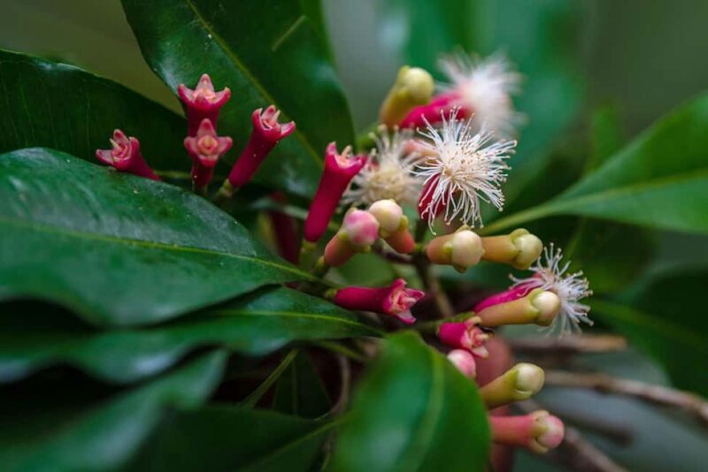 ZANZIBAR: Prison Island, Spice Farm & Swimming at Kuza Cave - The Sum Up