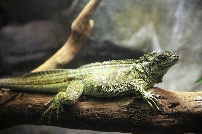 Zaragoza Aquarium Admission Ticket - Zaragoza Aquarium Admission Ticket: A Deep Dive into Europes Largest Freshwater Aquarium