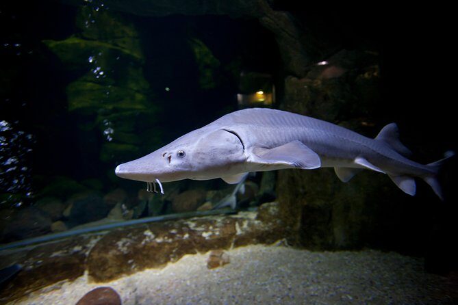Zaragoza Aquarium Admission Ticket - Key Points