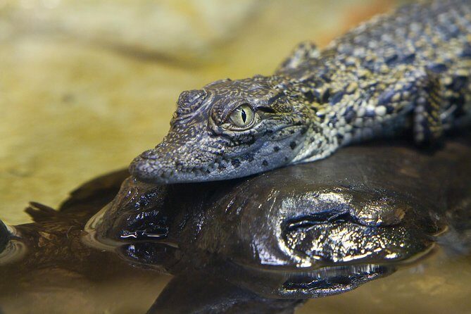 Zaragoza Aquarium Admission Ticket - Why This Aquarium Is Worth It