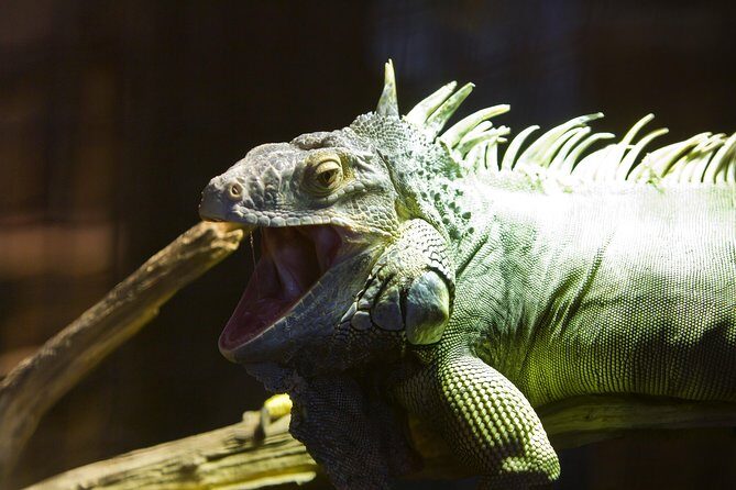 Zaragoza Aquarium Admission Ticket - Frequently Asked Questions