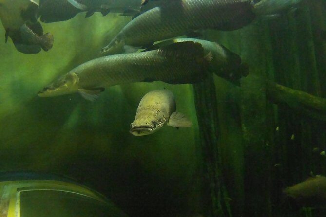 Zaragoza Aquarium Admission Ticket - Final Thoughts