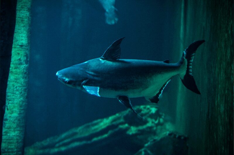 Zaragoza : Aquarium entry ticket - Key Points