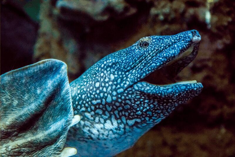 Zaragoza : Aquarium entry ticket - An In-Depth Look at the Zaragoza Aquarium Experience