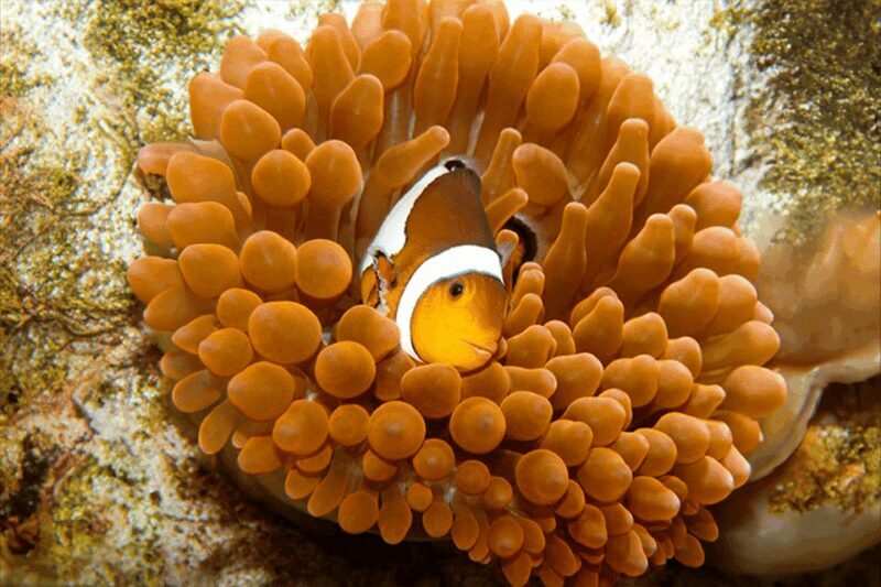 Zaragoza : Aquarium entry ticket - Frequently Asked Questions