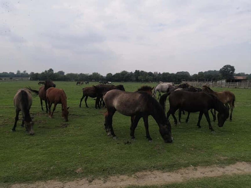 Zasavica Safari Tour - Cost and Value