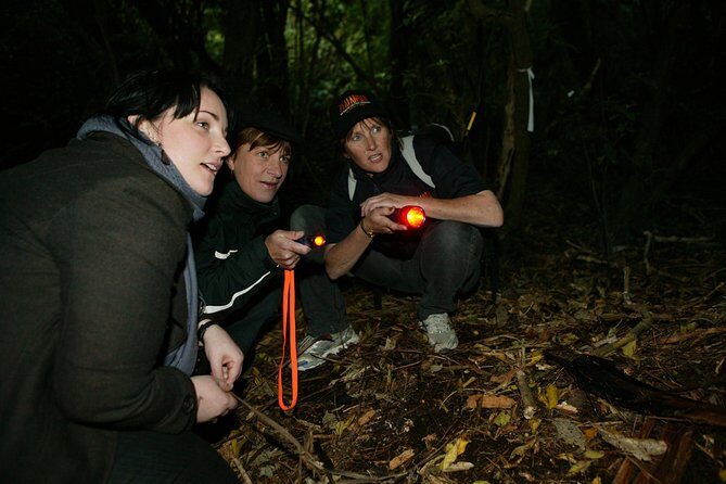 Zealandia Small Group Eco Wildlife Night Tour - The Itinerary in Detail: What to Expect