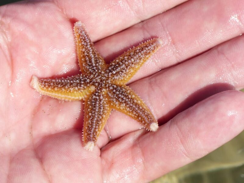 Zeeland Zeehonden strand safari NL/DE - Key Points