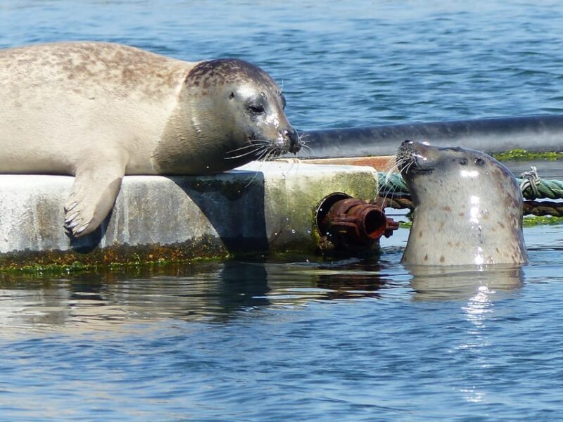 Zeeland Zeehonden strand safari NL/DE - What’s Included and What to Bring