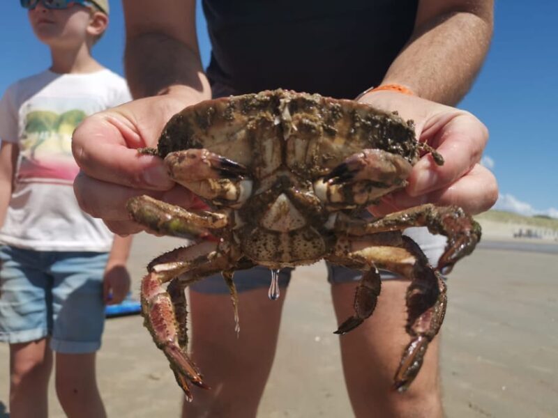 Zeeland Zeehonden strand safari NL/DE - Practical Details and Tips