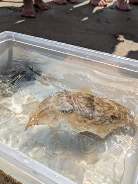 Zeeland Zeehonden strand safari NL/DE - Authentic Feedback and Insights