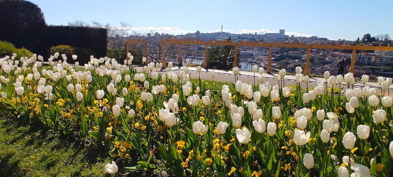 Zen Walking Tour Porto: Find Your Balance 2h - The Experience: A Walk Like No Other in Porto