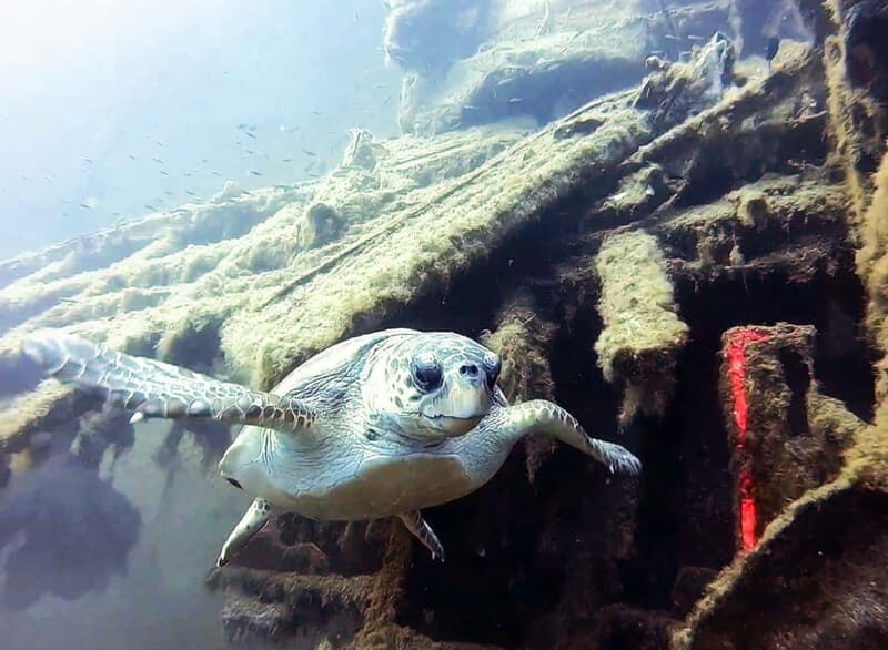 Zenobia Wreck: Private Guided Dive - Key Points