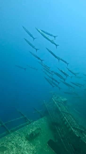 Zenobia Wreck: Private Guided Dive - The Value of This Experience
