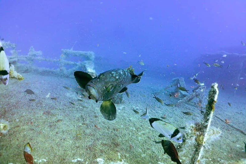 Zenobia Wreck: Private Guided Dive - Frequently Asked Questions