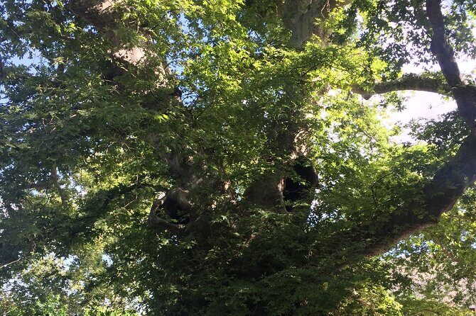 Zeuss Birthplace- Old Villages-Olive Oil Factory- Small Group - Final Thoughts