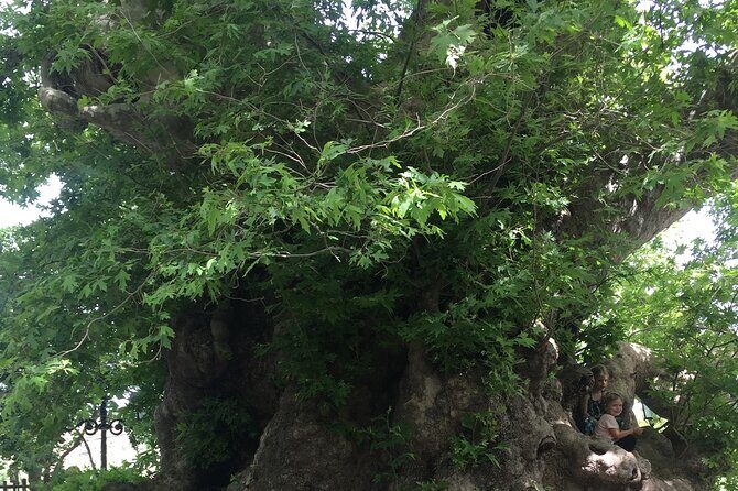 Zeuss Birthplace- Old Villages-Olive Oil Factory- Small Group - FAQ