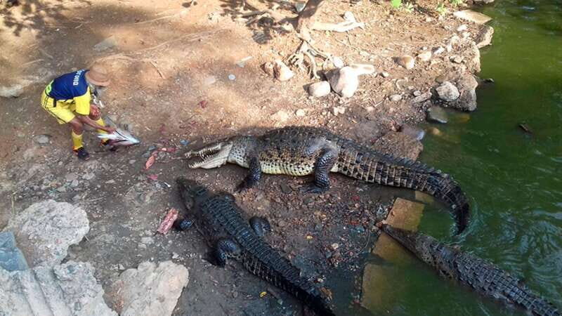 Zihuatanejo: Snorkeling Trip to Ixtapa Island with Lunch - Who Is This Tour Best For?