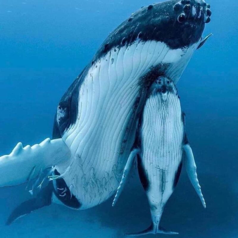 Zihuatanejo: Whale Encounter Experience - Introduction