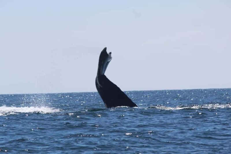 Zihuatanejo: Whale Encounter Experience - The Experience in Detail