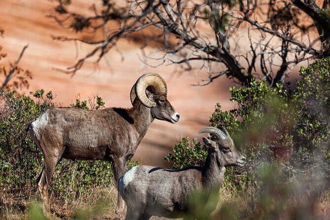 Zion National Park by Tour Trekker - Final Thoughts: Who Would Love This Tour?